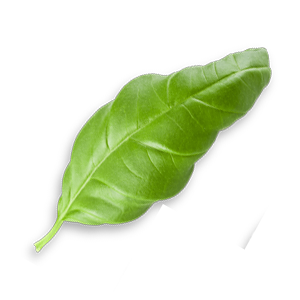 leaves_3.png leaves_3.png